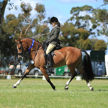 Show riding shop