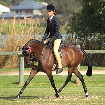 Gentagen kutter forene Show Horse Western Australia